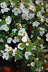 Calypso Jumbo White Bacopa (Sutera cordata 'Calypso Jumbo White') at Creekside Home & Garden