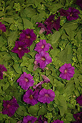 Surfinia Purple Majesty Petunia (Petunia 'Surfinia Purple Majesty') at Creekside Home & Garden