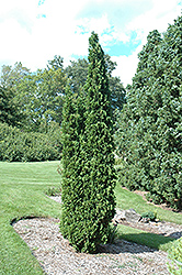Degroot's Spire Arborvitae (Thuja occidentalis 'Degroot's Spire') at Creekside Home & Garden