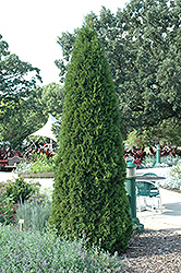 Emerald Green Arborvitae (Thuja occidentalis 'Smaragd') at Creekside Home & Garden