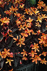 Sparks Will Fly Begonia (Begonia 'Sparks Will Fly') at Creekside Home & Garden