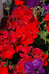 Dynamo Red Geranium (Pelargonium 'Dynamo Red') at Creekside Home & Garden
