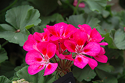 Tango Rose Splash Geranium (Pelargonium 'Tango Rose Splash') at Creekside Home & Garden