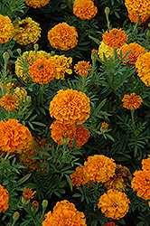 Lady Orange Marigold (Tagetes erecta 'Lady Orange') at Creekside Home & Garden