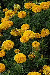 Lady Gold Marigold (Tagetes erecta 'Lady Gold') at Creekside Home & Garden