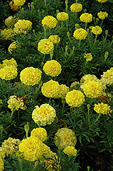 Lady First Marigold (Tagetes erecta 'Lady First') at Creekside Home & Garden