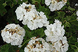 Pinto Premium White Geranium (Pelargonium 'Pinto Premium White') at Creekside Home & Garden