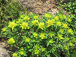 Cushion Spurge (Euphorbia epithymoides) at Creekside Home & Garden