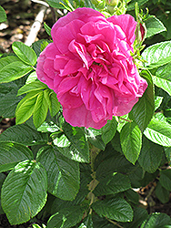 Hansa Rose (Rosa 'Hansa') at Creekside Home & Garden