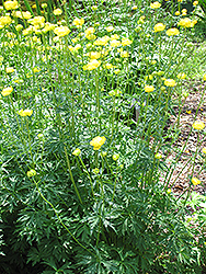 Common Globeflower (Trollius europaeus) at Creekside Home & Garden
