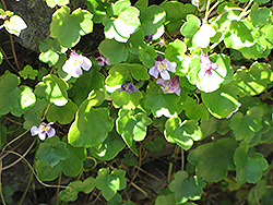 Kenilworth Ivy (Cymbalaria muralis) at Creekside Home & Garden