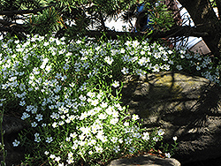 Mountain Sandwort (Arenaria montana) at Creekside Home & Garden