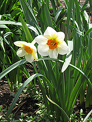 Barrett Browning Daffodil (Narcissus 'Barrett Browning') at Creekside Home & Garden