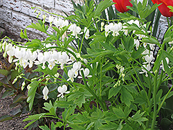 White Bleeding Heart (Dicentra spectabilis 'Alba') at Creekside Home & Garden