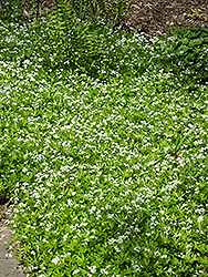 Sweet Woodruff (Galium odoratum) at Creekside Home & Garden