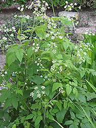 Sweet Cicely (Myrrhis odorata) at Creekside Home & Garden