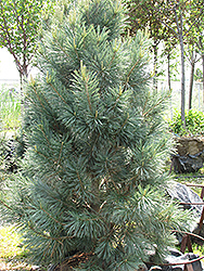 Vanderwolf's Pyramid Pine (Pinus flexilis 'Vanderwolf's Pyramid') at Creekside Home & Garden