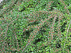 Ground Cotoneaster (Cotoneaster horizontalis) at Creekside Home & Garden