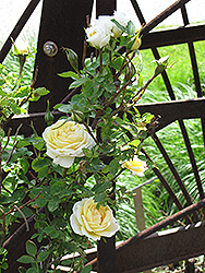 J.P. Connell Rose (Rosa 'J.P. Connell') at Creekside Home & Garden
