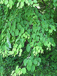 Katsura Tree (Cercidiphyllum japonicum) at Creekside Home & Garden