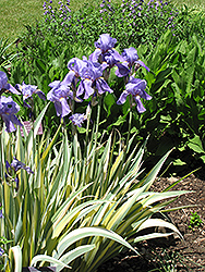 Golden Variegated Sweet Iris (Iris pallida 'Aureovariegata') at Creekside Home & Garden