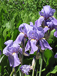 Golden Variegated Sweet Iris (Iris pallida 'Aureovariegata') at Creekside Home & Garden