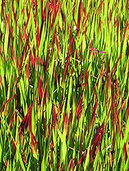 Red Baron Japanese Blood Grass (Imperata cylindrica 'Red Baron') at Creekside Home & Garden