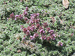 Wooly Thyme (Thymus pseudolanuginosis) at Creekside Home & Garden