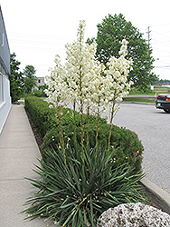 Adam's Needle (Yucca filamentosa) at Creekside Home & Garden