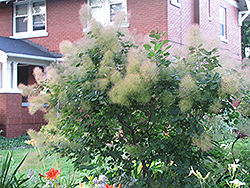 Young Lady Smokebush (Cotinus coggygria 'Young Lady') at Creekside Home & Garden