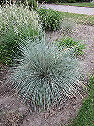 Blue Oat Grass (Helictotrichon sempervirens) at Creekside Home & Garden