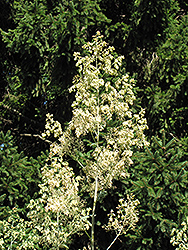 Plume Poppy (Macleaya cordata) at Creekside Home & Garden