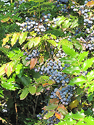 Oregon Grape (Mahonia aquifolium) at Creekside Home & Garden