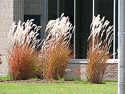 Flame Grass (Miscanthus sinensis 'Purpurascens') at Creekside Home & Garden