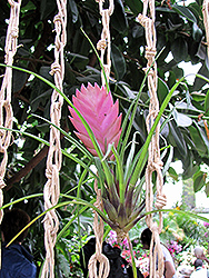 Pink Quill (Tillandsia cyanea) at Creekside Home & Garden