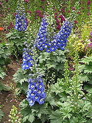 Magic Fountains Blue White Bee Larkspur (Delphinium 'Magic Fountains Blue White Bee') at Creekside Home & Garden