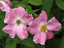 Rugosa Rose (Rosa rugosa) at Creekside Home & Garden