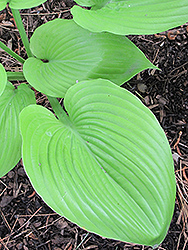Sum and Substance Hosta (Hosta 'Sum and Substance') at Creekside Home & Garden