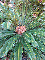 Japanese Sago Palm (Cycas revoluta) at Creekside Home & Garden