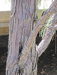 Tolleson's Weeping Juniper (Juniperus scopulorum 'Tolleson's Weeping') at Creekside Home & Garden
