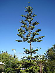 Norfolk Island Pine (Araucaria heterophylla) at Creekside Home & Garden