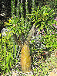 Madagascar Palm (Pachypodium lamerei) at Creekside Home & Garden