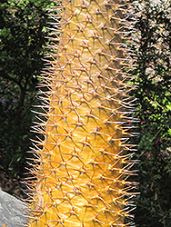 Madagascar Palm (Pachypodium lamerei) at Creekside Home & Garden