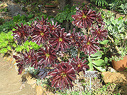 Schwarzkopf Stonecrop (Aeonium arboreum 'Schwarzkopf') at Creekside Home & Garden
