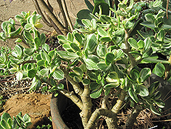 Variegated Jade Plant (Crassula ovata 'Variegata') at Creekside Home & Garden