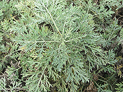 Powis Castle Artemesia (Artemisia 'Powis Castle') at Creekside Home & Garden