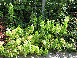 Bells Of Ireland (Moluccella laevis) at Creekside Home & Garden