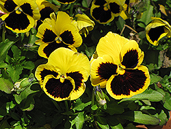Delta Yellow With Blotch Pansy (Viola x wittrockiana 'Delta Yellow With Blotch') at Creekside Home & Garden
