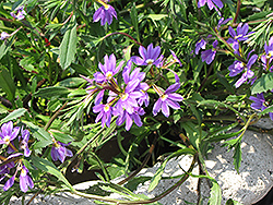 Top Pot Blue Fan Flower (Scaevola aemula 'Top Pot Blue') at Creekside Home & Garden