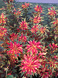 Summer Poinsettia (Amaranthus tricolor) at Creekside Home & Garden
